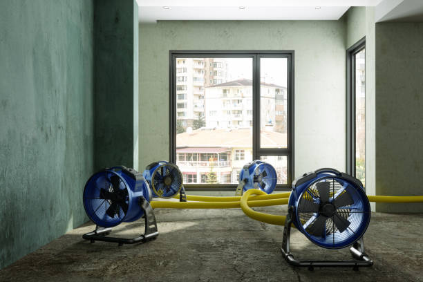 Best Mold removal after water damage  in Weleetka, OK
